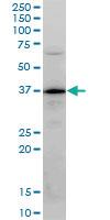 Anti-PLSCR3 Mouse Monoclonal Antibody [clone: 4F5]