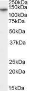 Antibody anti-CACNA2D1 100 µg