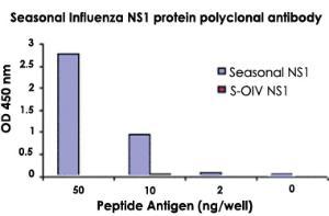 Anti-Seasonal Influenza NS1 Protein Rabbit Polyclonal Antibody