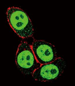 Anti-SMAD3 Rabbit Polyclonal Antibody (FITC (Fluorescein Isothiocyanate))