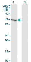 Anti-MAPK8 Mouse Monoclonal Antibody [clone: 3H2]