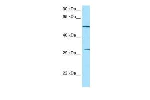 Anti-NCR1 Rabbit Polyclonal Antibody