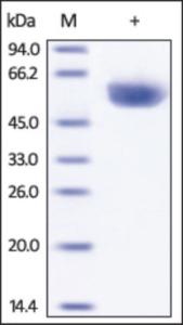 The purity of Cynomolgus CD4 was determined by DTT-reduced (+) SDS-PAGE and staining overnight with Coomassie Blue.