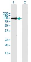 Anti-THAP9 Mouse Polyclonal Antibody