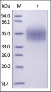 The purity of rh CD44 was determined by DTT-reduced (+) SDS-PAGE and staining overnight with Coomassie Blue.