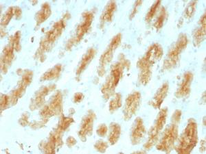 Immunohistochemical analysis of formalin-fixed, paraffin-embedded rat stomach using Anti-Keratin 77 Antibody [KRTL/1077]