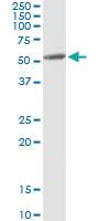 Anti-MAPK8 Mouse Monoclonal Antibody [clone: 3H2]