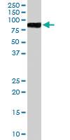 Anti-VAV3 Goat Polyclonal Antibody