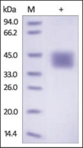 The purity of rh CD84 /SLAMF5 was determined by DTT-reduced (+) SDS-PAGE and staining overnight with Coomassie Blue.