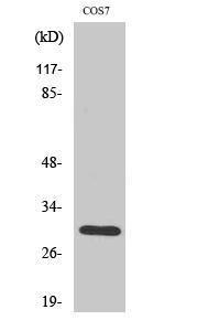 Western blot analysis of various cells using Anti-Cytochrome c-type Heme Lyase Antibody