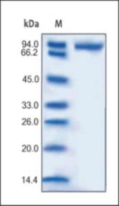 The purity of rh CD14 Fc Chimera was determined by DTT-reduced (+) SDS-PAGE and staining overnight with Coomassie Blue.