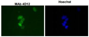 Anti-SUMO1 Antibody (FITC