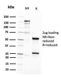 Anti-CD63 antibody