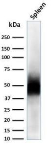 Anti-CD63 antibody