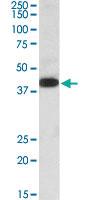 Anti-A4GNT Goat Polyclonal Antibody