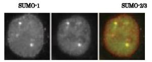 Anti-SUMO1 Antibody (FITC