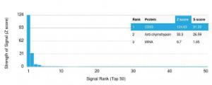 Anti-CD63 antibody