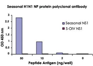 Anti-Seasonal H1N1 NP Protein Rabbit Polyclonal Antibody