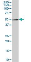 Anti-HGH1 Mouse Polyclonal Antibody