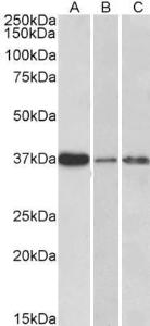 Antibody anti-IL12B A84359-100 100 µg