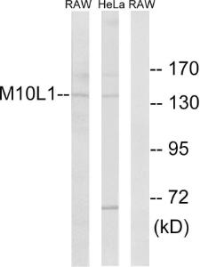 Western blot analysis of lysates from HeLa and RAW264.7 cells using Anti-MOV10L1 Antibody. The right hand lane represents a negative control, where the antibody is blocked by the immunising peptide