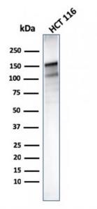 Western blot analysis of human HCT116 cell lysate using Anti-MSH6 Antibody [MSH6/3085]