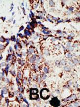 Anti-BAP1 Rabbit Polyclonal Antibody