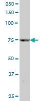 Anti-TLE1 Mouse Polyclonal Antibody