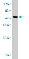 Anti-BCL2L14 Mouse Monoclonal Antibody [clone: 1D11]