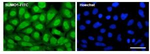 Anti-SUMO1 Antibody (FITC