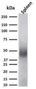 Western blot analysis of spleen tissue lysate using Anti-CD63 Antibody [LAMP3/2789]