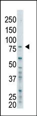 Anti-BAP1 Rabbit Polyclonal Antibody