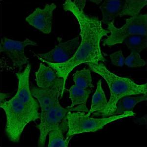 Immunofluorescent analysis of A549 cells stained with Anti-AKR1B1 Antibody [CPTC-AKR1B1-2] followed by Goat Anti-Mouse IgG (CF&#174; 488) (Green). The nuclear counterstain is DAPI (Blue)