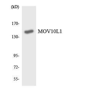 Western blot analysis of the lysates from HT 29 cells using Anti-MOV10L1 Antibody