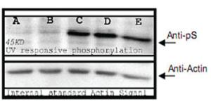 Anti-Ser Polyclonal Antibody