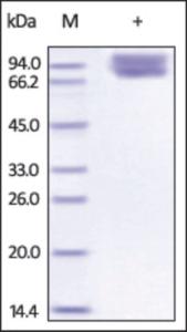 The purity of Cynomolgus CD86 Fc Chimera was determined by DTT-reduced (+) SDS-PAGE and staining overnight with Coomassie Blue.