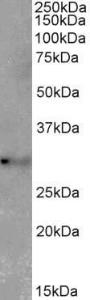 Anti-TSPAN14 Goat Polyclonal Antibody