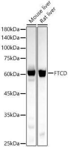 Antibody A309940-100 100 µl