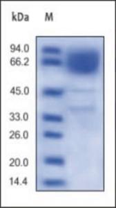 The purity of rhCD36 was determined by reduced SDS-PAGE and staining overnight with Coomassie Blue.