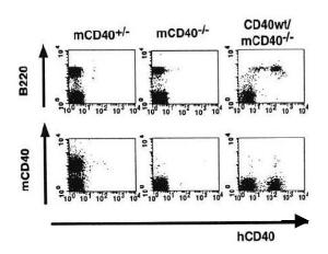 Anti-CD40 Antibody (FITC)