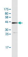 Anti-TAGLN Mouse Monoclonal Antibody [clone: 3A3]