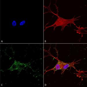 Immunocytochemistry/Immunofluorescence analysis of human neuroblastoma cells (SH-SY5Y), fixed in 4% PFA for 15 min, using Anti-Synaptotagmin VII Antibody [S275-14] (A304818), at 1:100 for overnight at 4°C with slow rocking