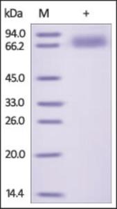 The purity of rh CD166 / ALCAM was determined by DTT-reduced (+) SDS-PAGE and staining overnight with Coomassie Blue.