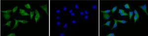 Anti-CD40 Antibody (FITC)