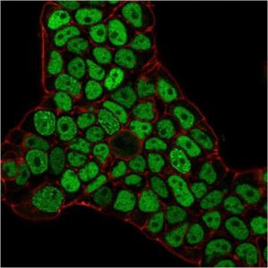 Immunofluorescent analysis of PFA fixed MCF-7 cells stained with Anti-MSH6 Antibody [MSH6/3086] followed by Goat Anti-Mouse IgG (CF&#174; 488) (Green). Nuclear counterstain is RedDot.