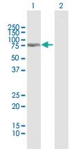 Anti-KIAA0226L Rabbit Polyclonal Antibody