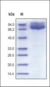 The purity of rh CD86 Fc Chimera was determined by DTT-reduced (+) SDS-PAGE and staining overnight with Coomassie Blue.