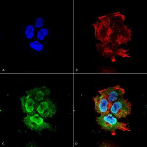 Immunocytochemistry/Immunofluorescence analysis of human neuroblastoma cell line (SK-N-BE, fixed in 4% formaldehyde for 15 min at room temperature, using Anti-Synaptotagmin VII Antibody [S275-14] (A304818), at 1:100 for 60 minutes at room temperature