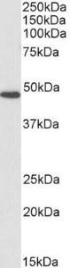 Anti-FH Antibody (A84363 / Biotin) (0.1µg/ml) staining of Human Kidney lysate (35µg protein in RIPA buffer), exactly mirroring its parental non-biotinylated product. Primary incubation was 1 hour.