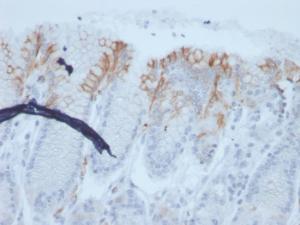 Immunohistochemical analysis of formalin-fixed, paraffin-embedded human stomach using Anti-MUC2 Antibody [rmlP/842]